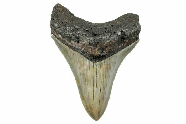 Serrated, Fossil Megalodon Tooth - North Carolina #273933